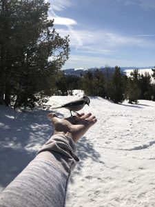 chickadee bird eating out of a person's hand